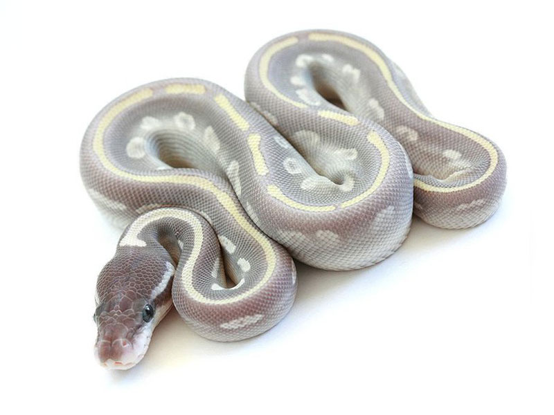 Mojave Mystic