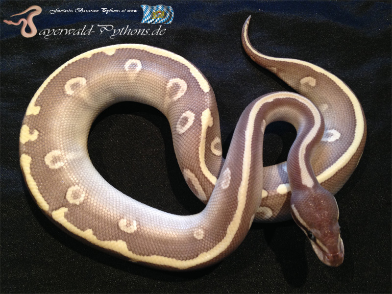 Mojave Mystic