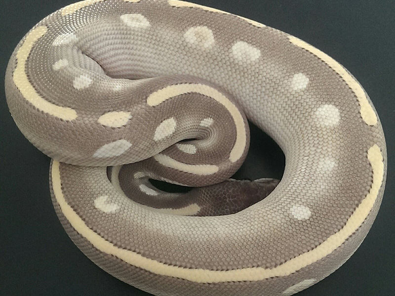 Mojave Mystic