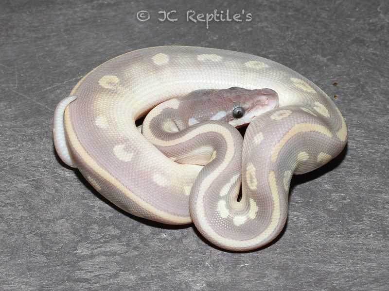 Mojave Mystic