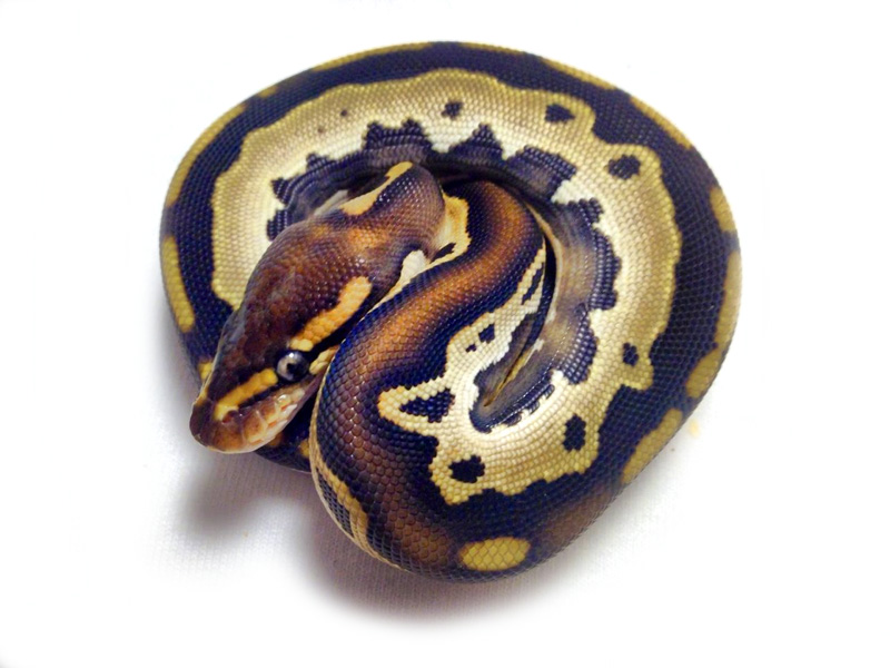 Mojave Orange Dream Leopard