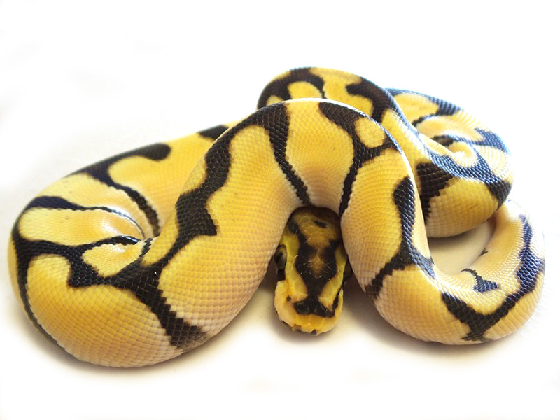 Mojave Orange Dream Spider Yellow Belly