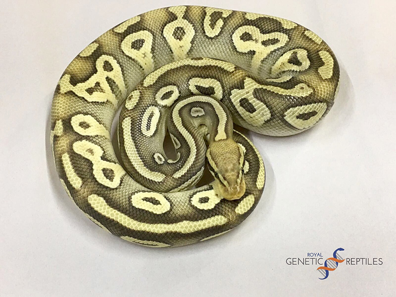 Mojave Orange Ghost Pastel