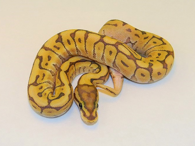 Mojave Orange Ghost Spider Vanilla