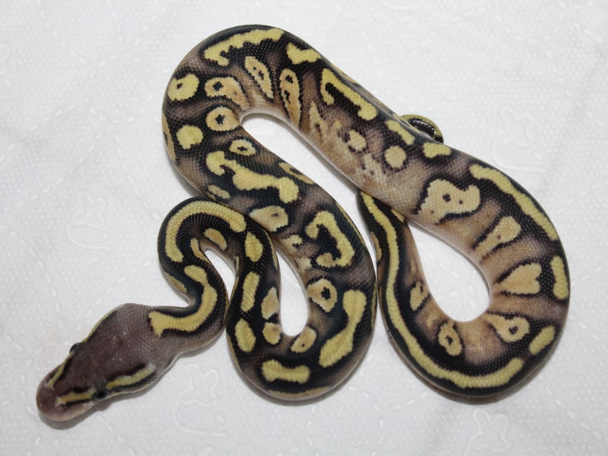 Mojave Orbit Pastel