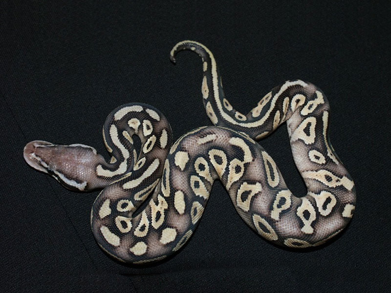 Mojave Pastel Het Red Axanthic