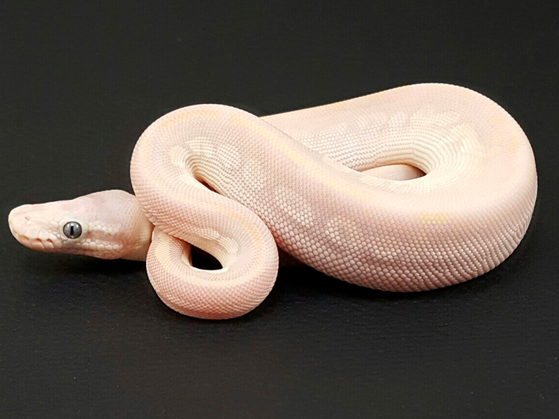 Mojave Pastel Phantom Vanilla