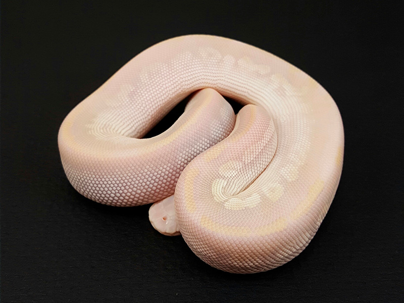 Mojave Pastel Phantom Vanilla