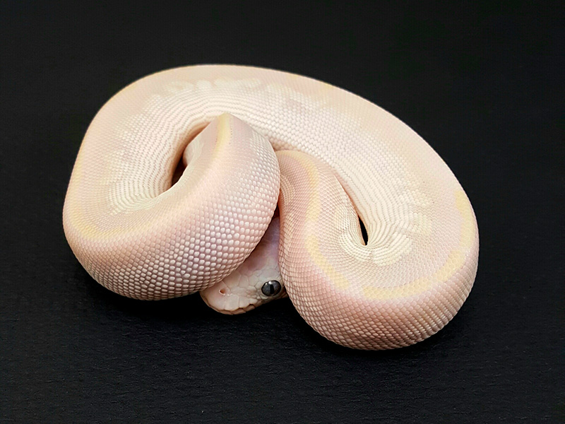 Mojave Pastel Phantom Vanilla