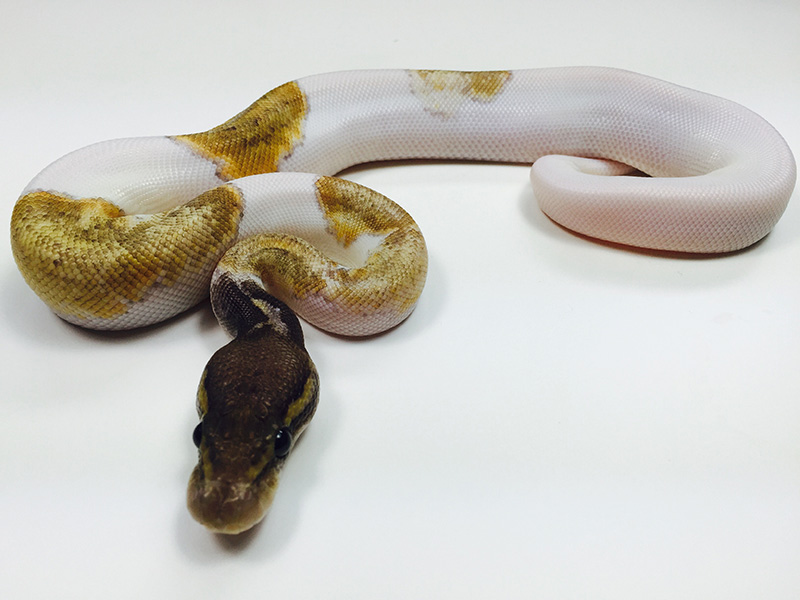 Mojave Pastel Pied Pinstripe