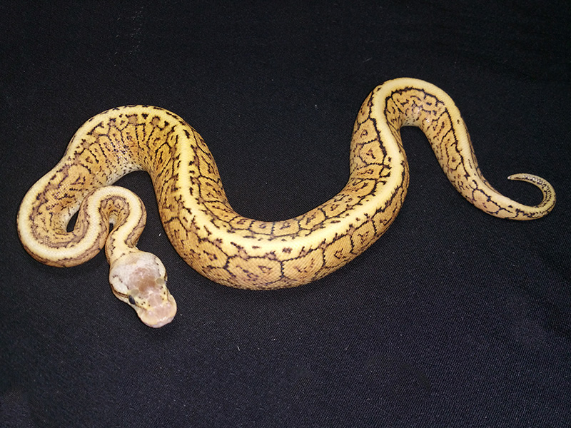 Mojave Pastel Pinstripe Spotnose Yellow Belly