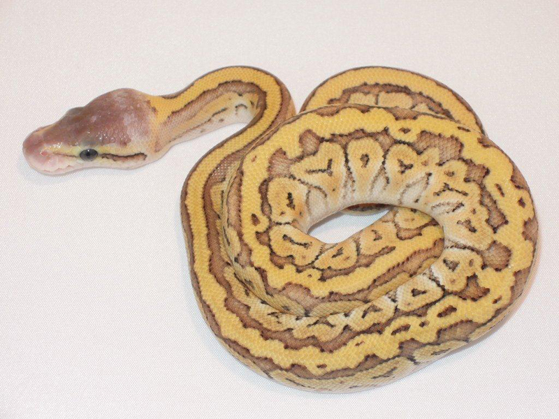 Mojave Pastel Pinstripe Yellow Belly