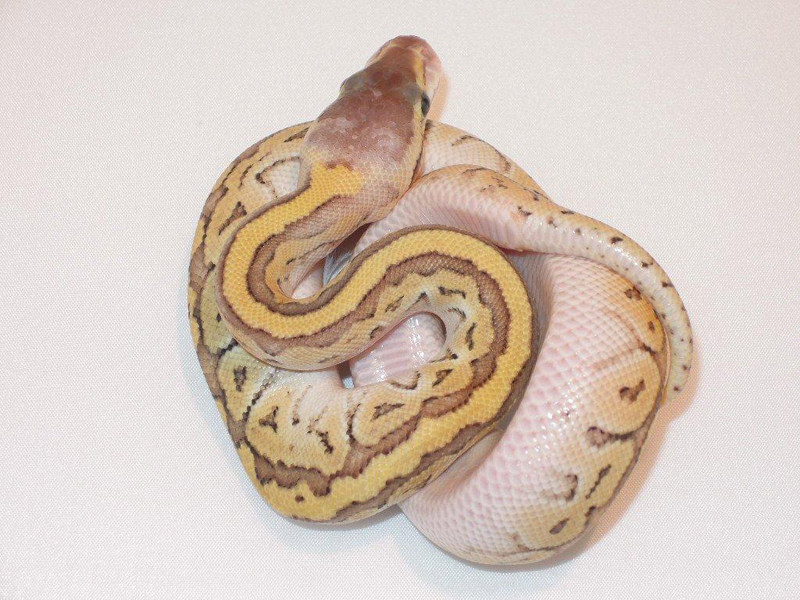 Mojave Pastel Pinstripe Yellow Belly