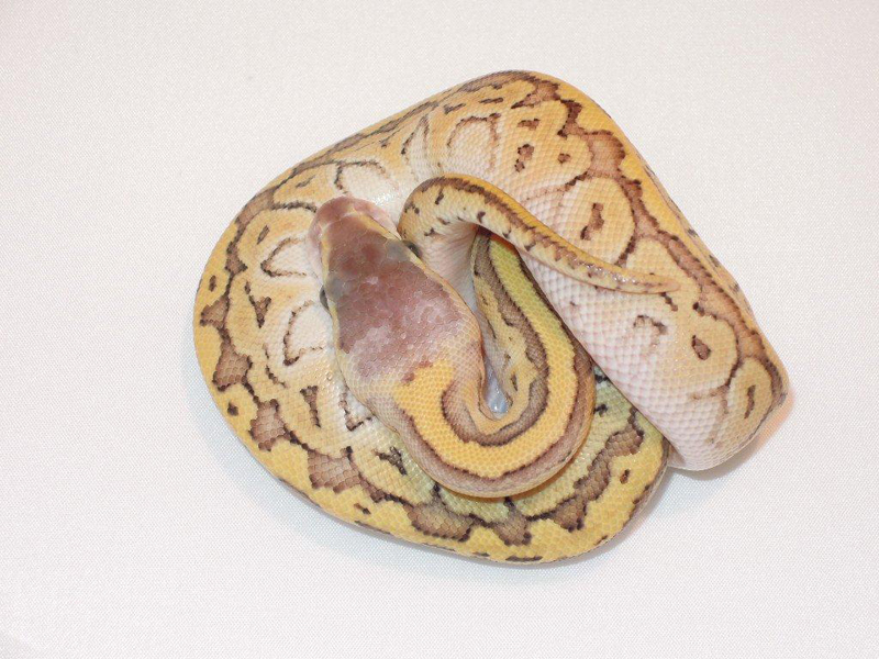 Mojave Pastel Pinstripe Yellow Belly