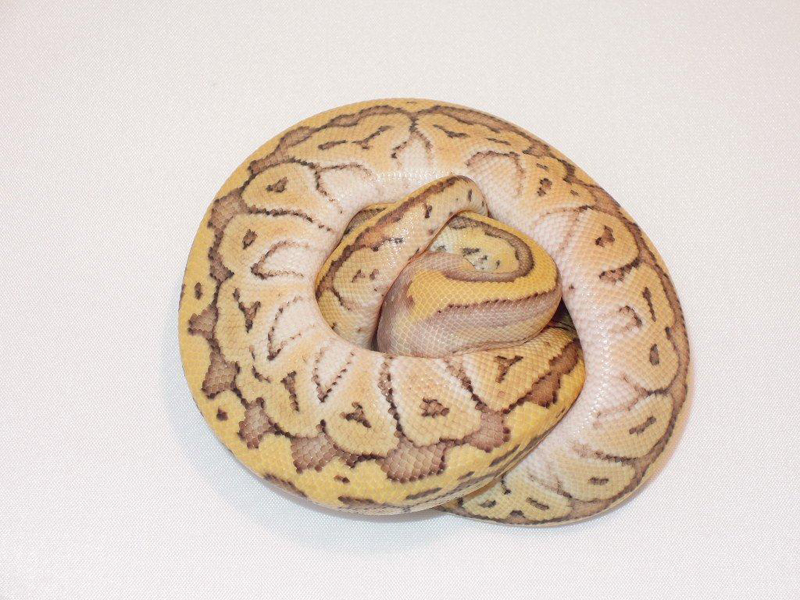 Mojave Pastel Pinstripe Yellow Belly