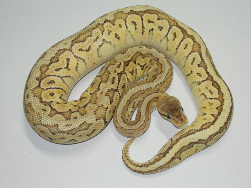 Mojave Pastel Pinstripe Yellow Belly