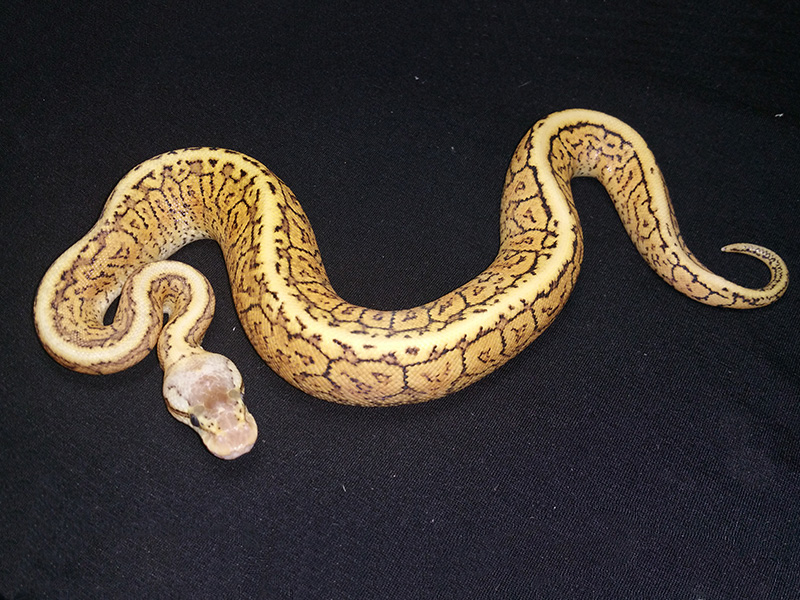 Mojave Pastel Pinstripe Yellow Belly