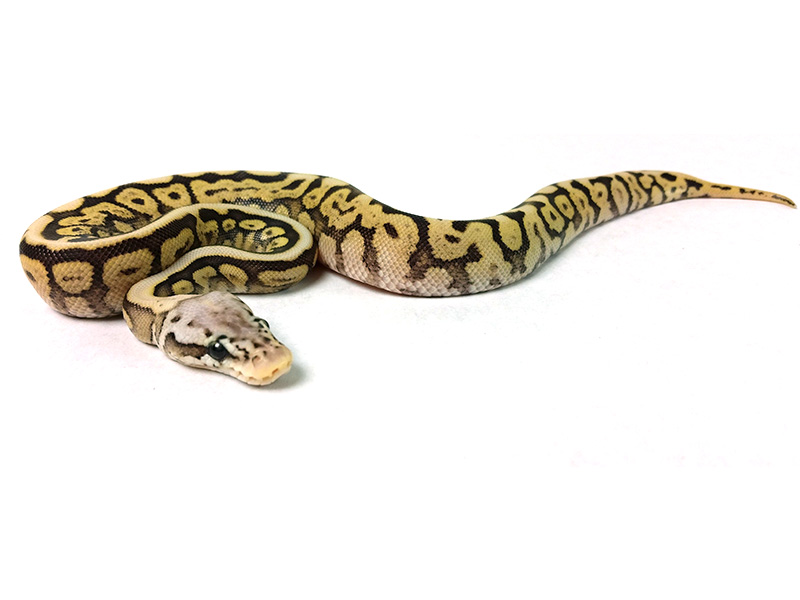 Mojave Pastel Power Ball