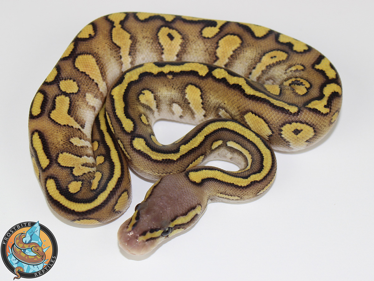 Mojave Pastel Red Stripe Vanilla