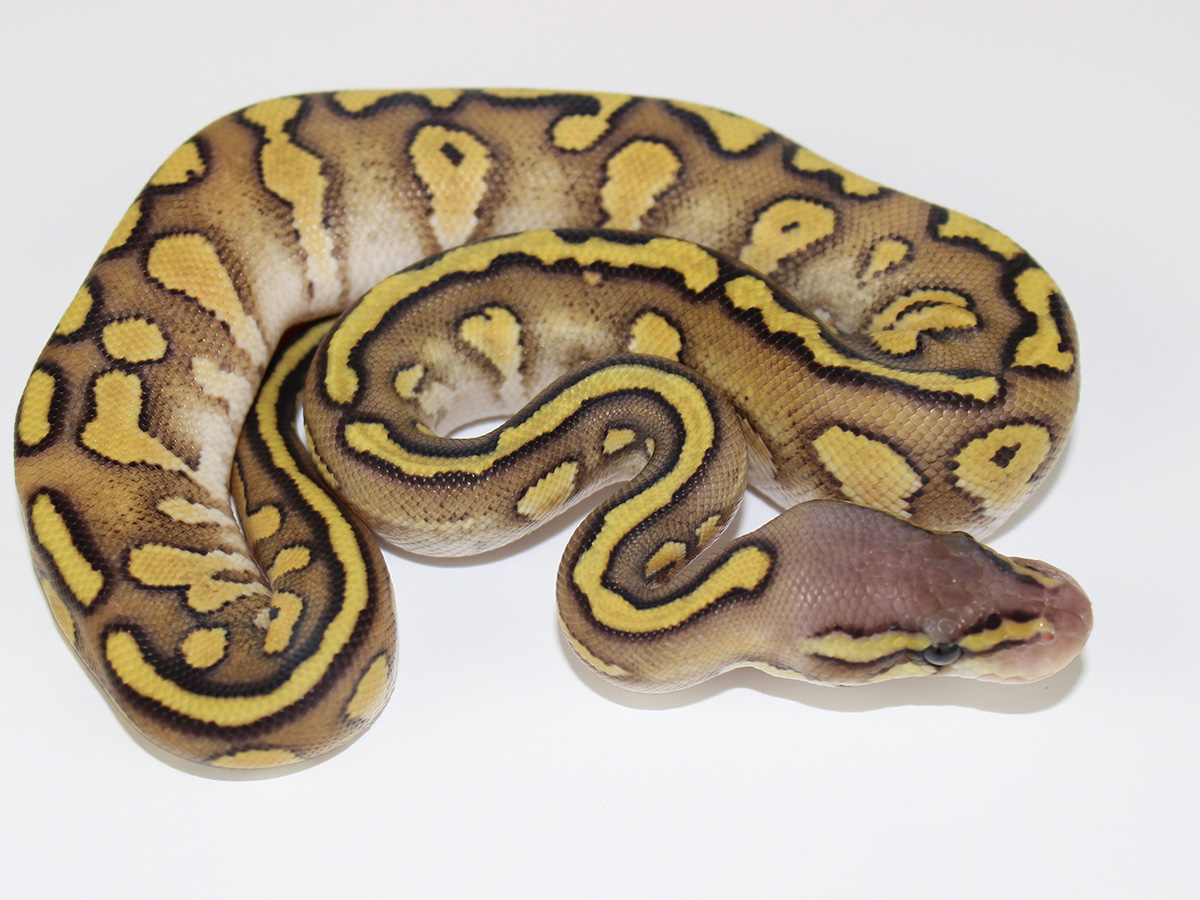 Mojave Pastel Red Stripe Vanilla