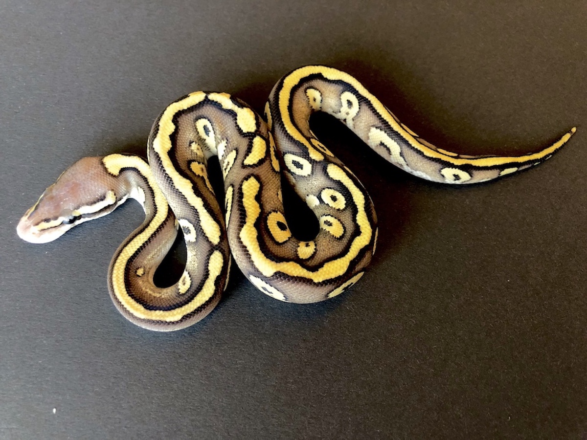 Mojave Pastel Red Stripe