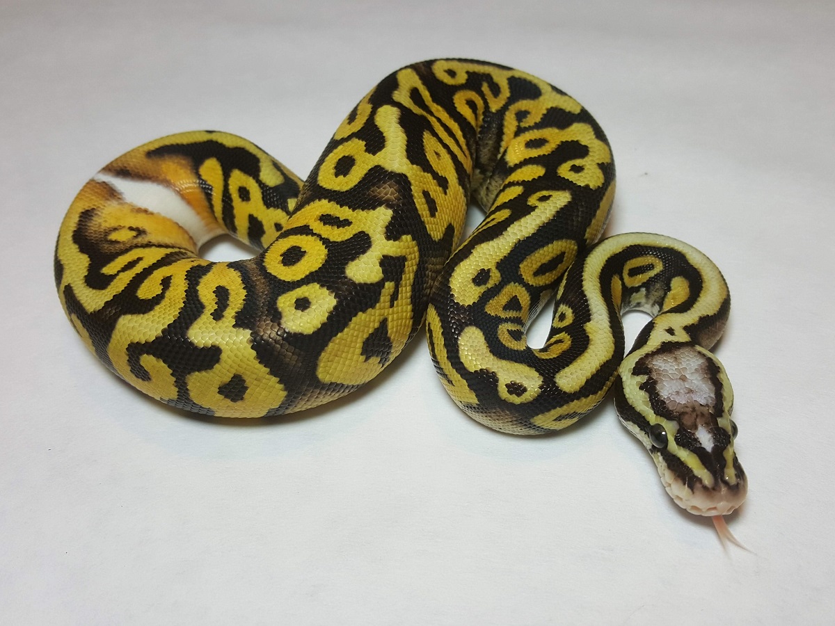 Mojave Pastel Scaleless Head Spotnose