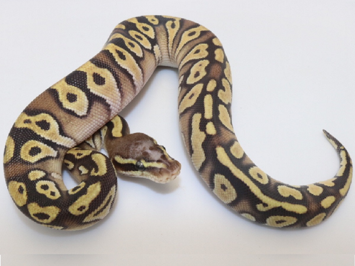 Mojave Pastel Scaleless Head