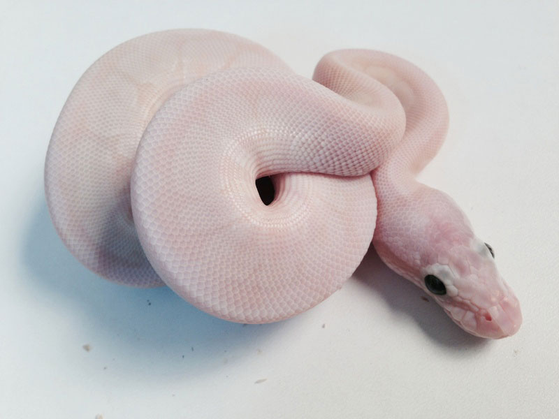 Mojave Pastel Special Spider