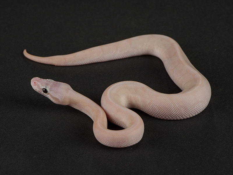 Mojave Pastel Special Spider