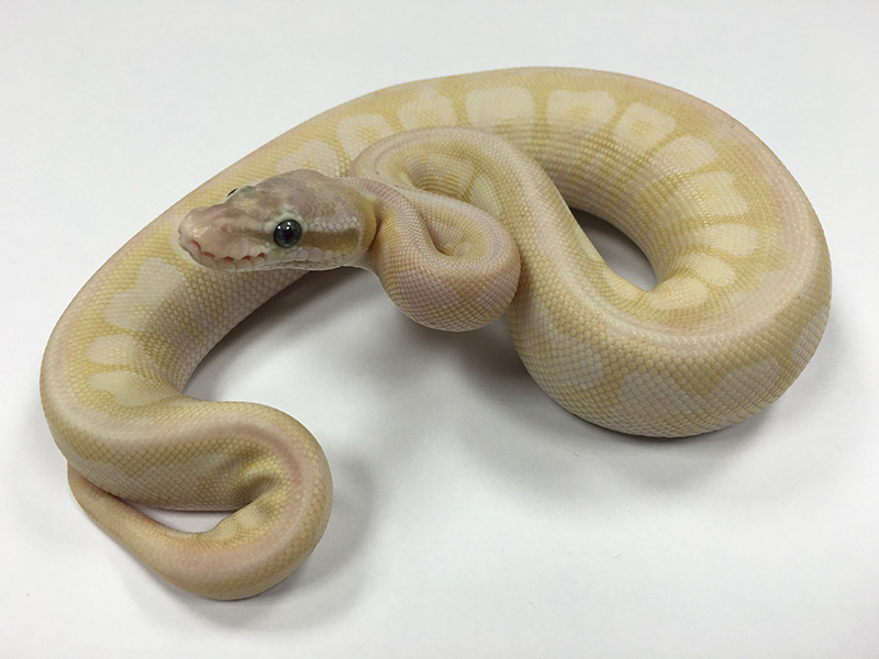 Mojave Pastel Special Spider