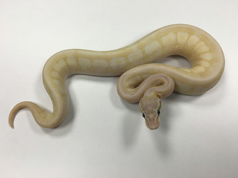 Mojave Pastel Special Spider