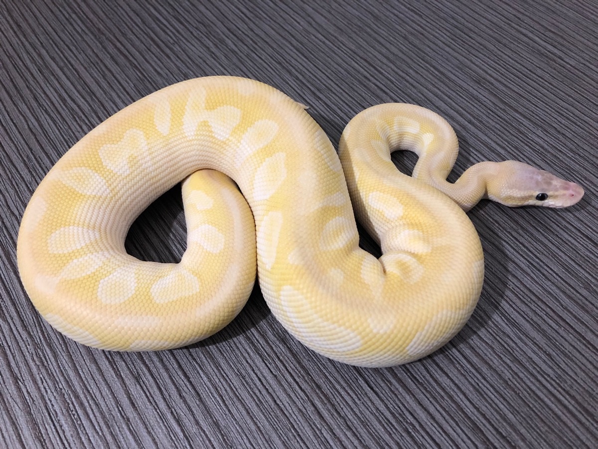 Mojave Pastel Special Sugar