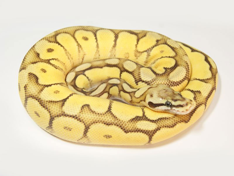 Mojave Pastel Spider Yellow Belly