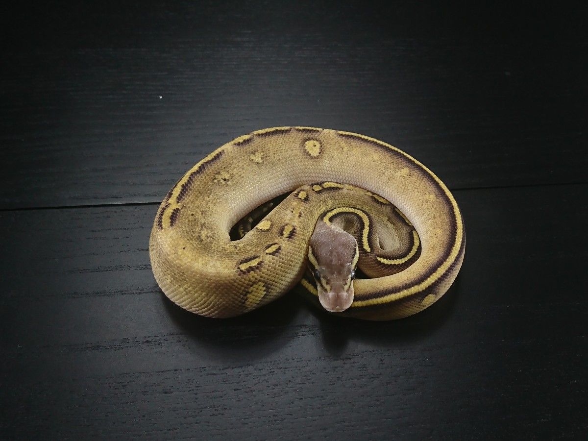 Mojave Pastel Stranger