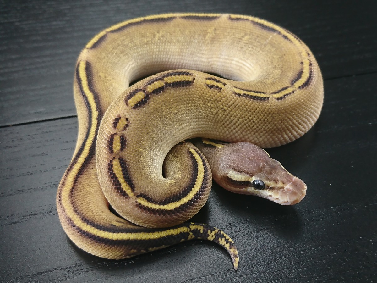 Mojave Pastel Stranger