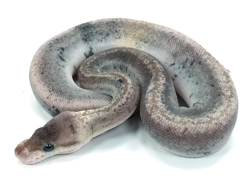 Mojave Pastel Super Cinnamon