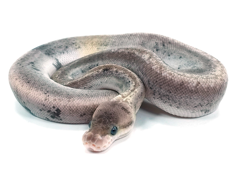 Mojave Pastel Super Cinnamon