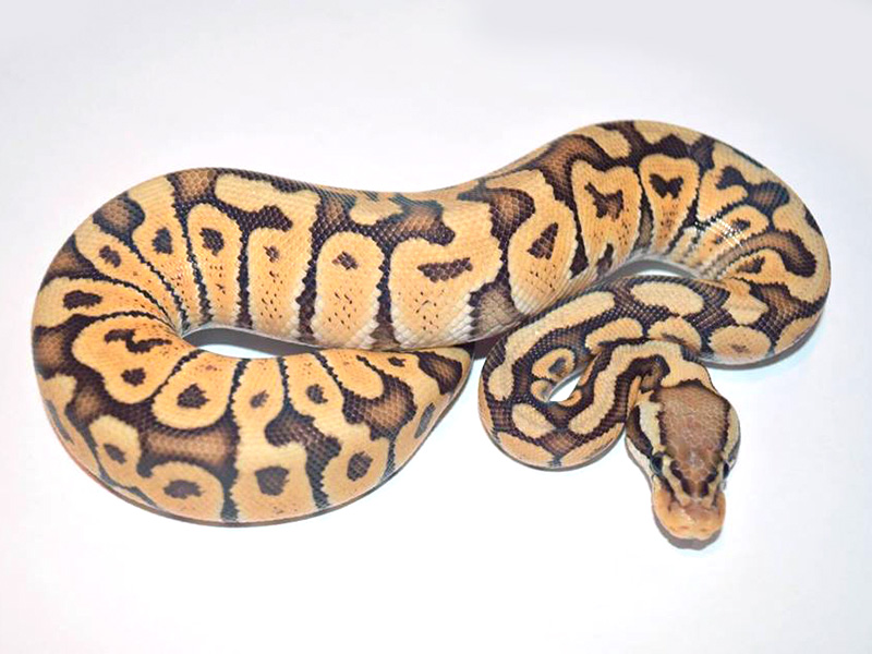 Mojave Pastel Woma