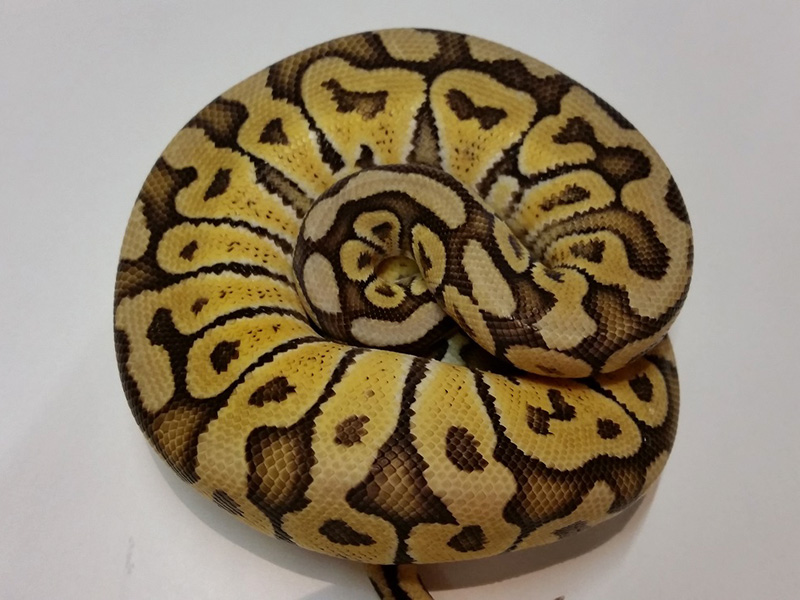 Mojave Pastel Woma