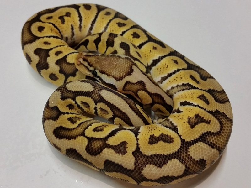 Mojave Pastel Woma