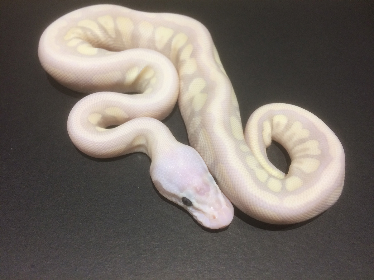 Mojave Phantom Spider Super Pastel