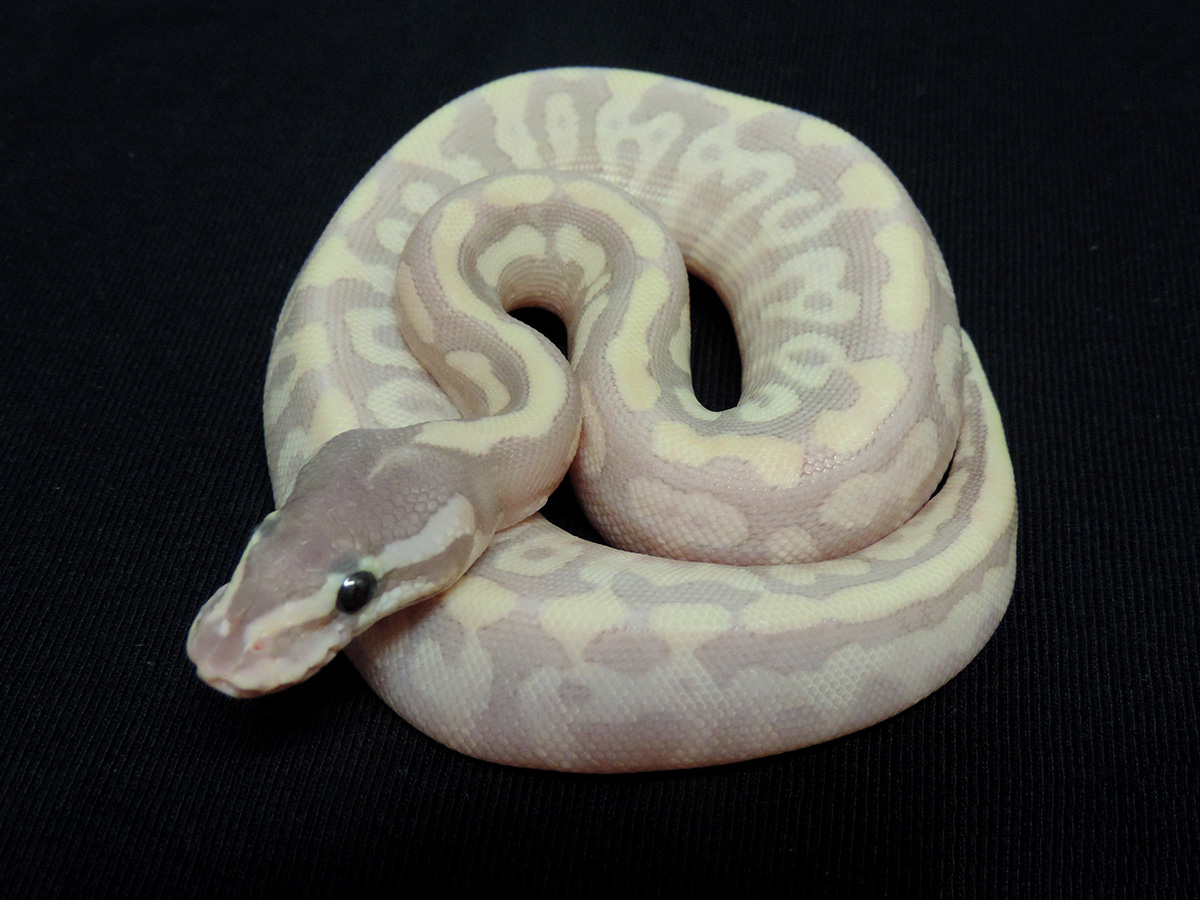 Morph List - World of Ball Pythons