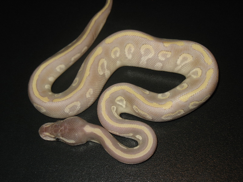 Фараоновый змей. Фараоновы змеи. Phantom Mojave Региус. Purple passion Ball Python. Химическая змея.