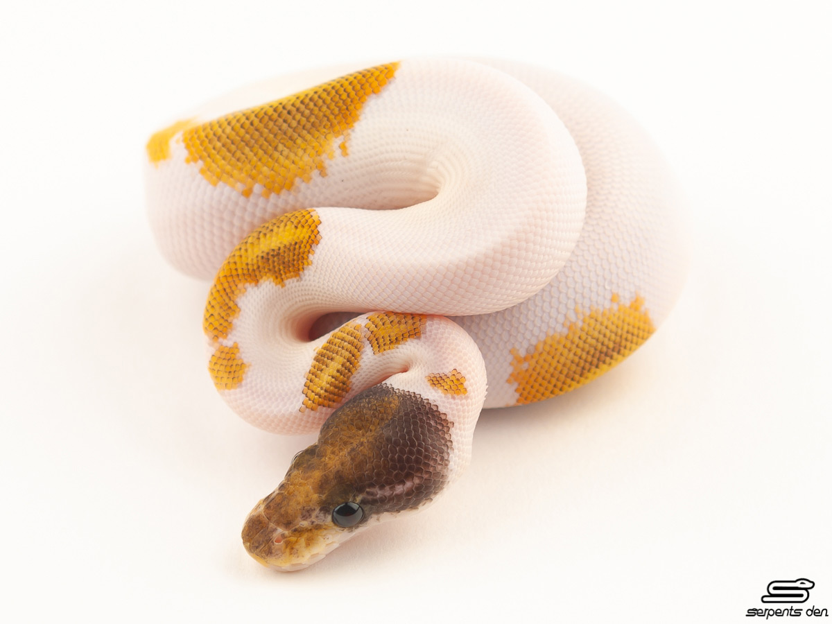 Mojave Piebald Yellow Belly