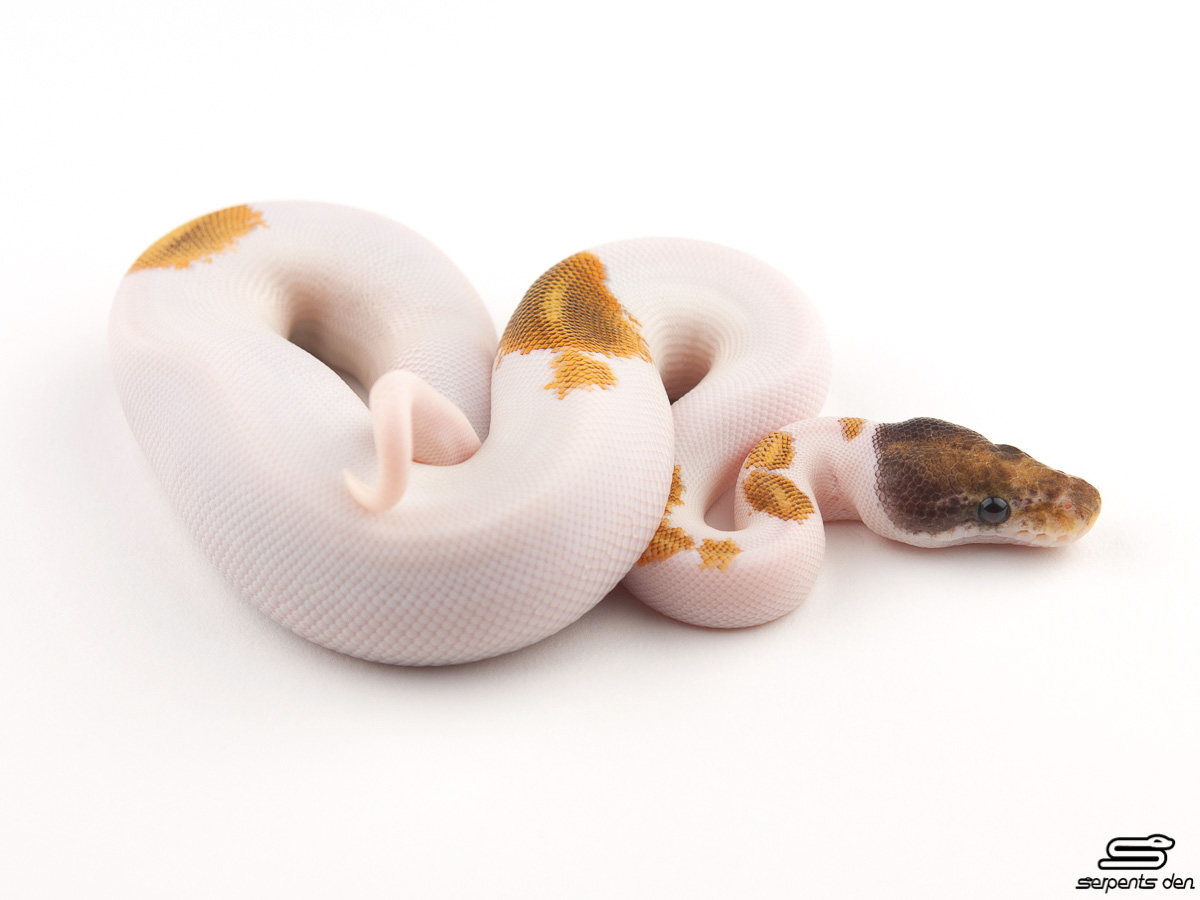 Mojave Piebald Yellow Belly