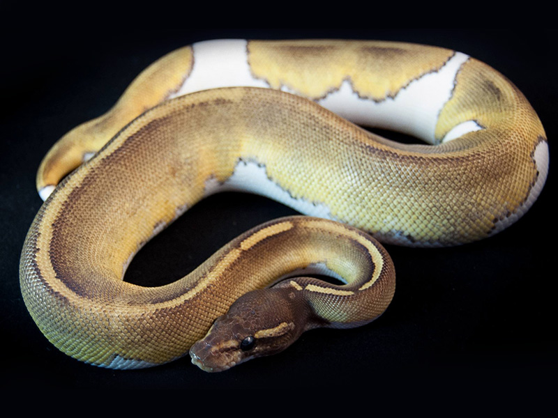 Mojave Pied Sulfur