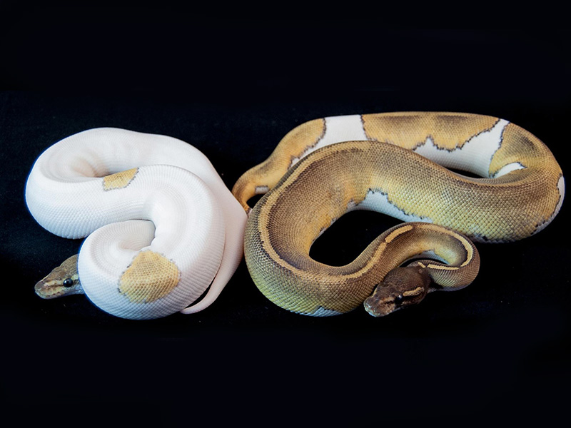 Mojave Pied Sulfur