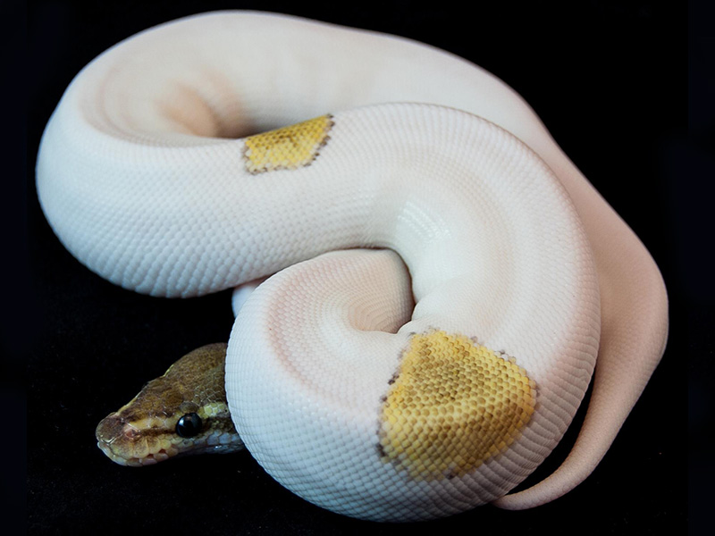 Mojave Pied Sulfur