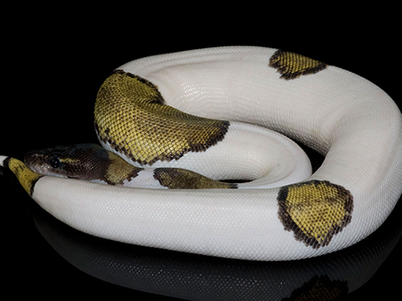 Mojave Pied