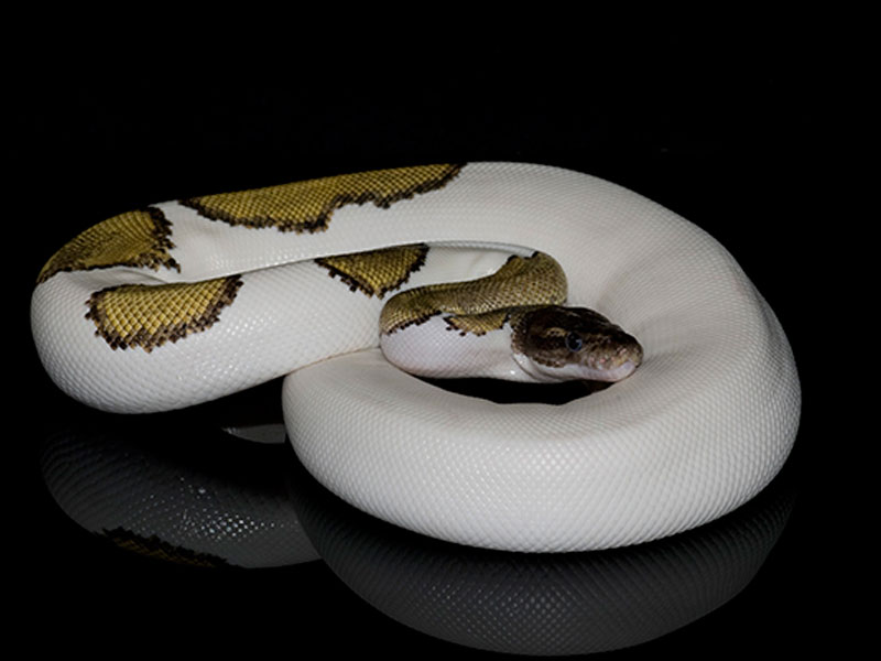 Mojave Pied